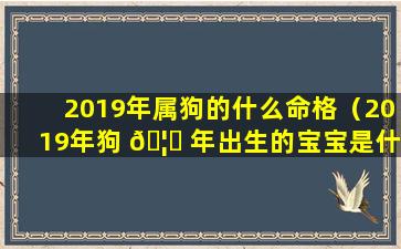 2019年属狗的什么命格（2019年狗 🦄 年出生的宝宝是什么命 🐼 ）